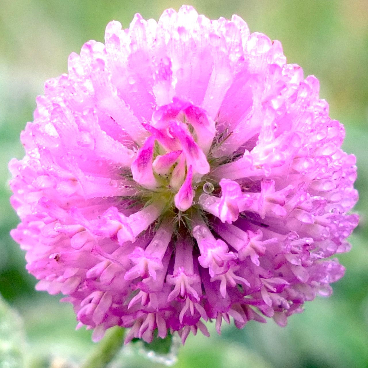 Cornflower