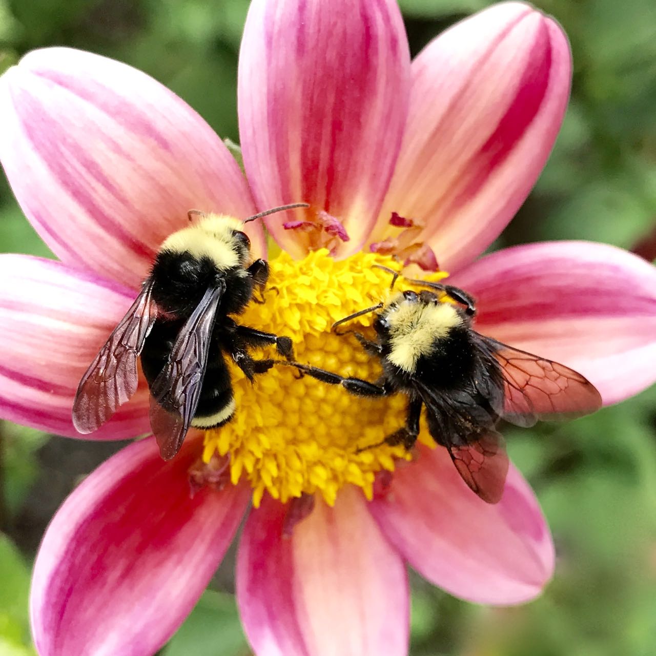 Two bees